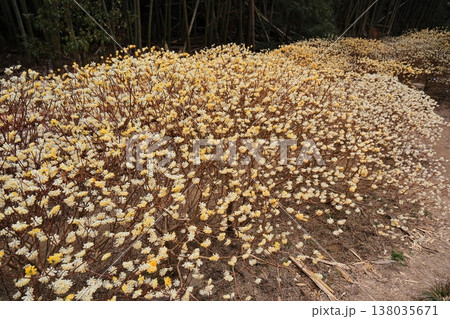群生するミツマタの花 138035671