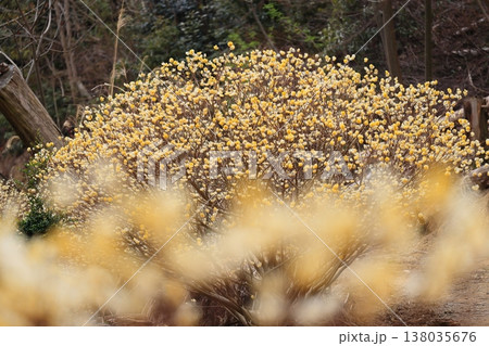 群生するミツマタの花 138035676
