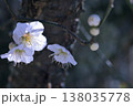 午後の日差しを受ける梅園の白い花 138035778