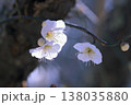 細い枝に白い花をつけた梅の木 138035880