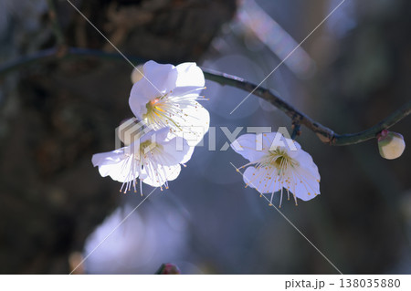 細い枝に白い花をつけた梅の木 138035880