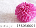 美しいダリアの花 138036004
