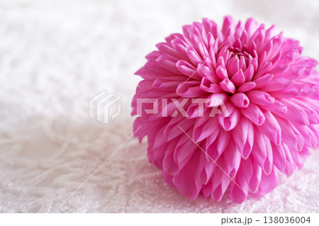 美しいダリアの花 138036004