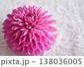 美しいダリアの花 138036005