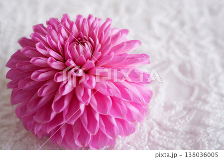 美しいダリアの花 138036005