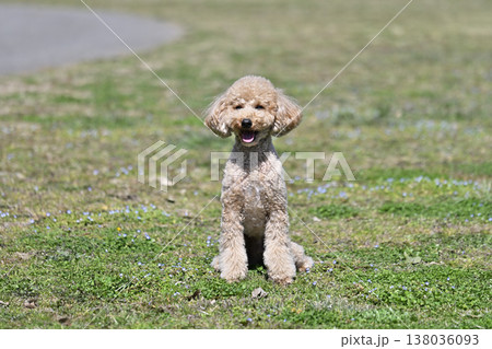 芝生で遊ぶかわいいトイプードル 芝生で遊ぶかわいいトイプードル 138036093