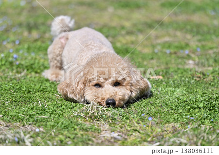 芝生で遊ぶかわいいトイプードル 芝生で遊ぶかわいいトイプードル 138036111