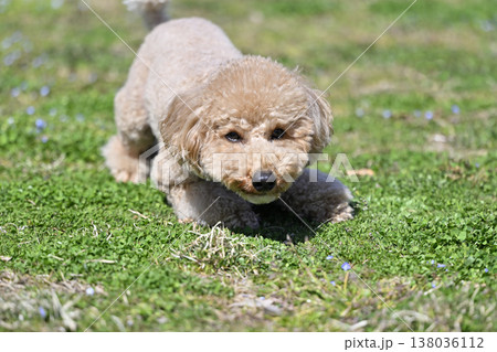 芝生で遊ぶかわいいトイプードル 芝生で遊ぶかわいいトイプードル 138036112