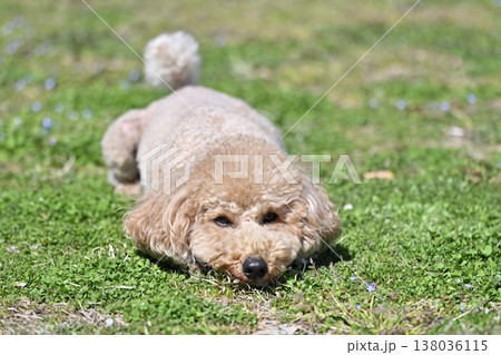 芝生で遊ぶかわいいトイプードル 芝生で遊ぶかわいいトイプードル 138036115