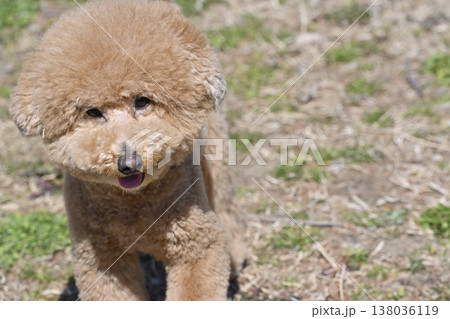 芝生で遊ぶかわいいトイプードル 芝生で遊ぶかわいいトイプードル 138036119