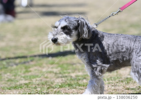 お散歩中のミニシュナ　ミニチュアシュナウザー 138036250