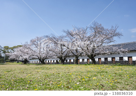 福岡 舞鶴公園の満開の桜 福岡 舞鶴公園の満開の桜 138036310