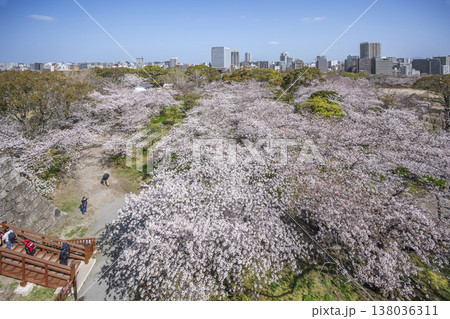 福岡　舞鶴公園の満開の桜 138036311