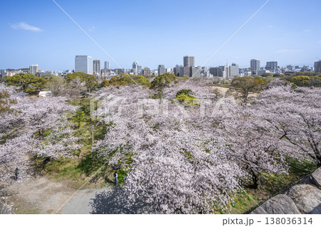 福岡 舞鶴公園の満開の桜 福岡 舞鶴公園の満開の桜 138036314