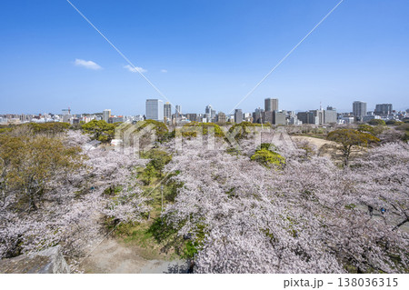福岡　舞鶴公園の満開の桜 138036315