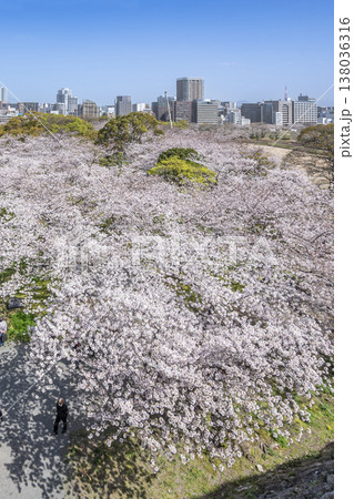 福岡　舞鶴公園の満開の桜 138036316