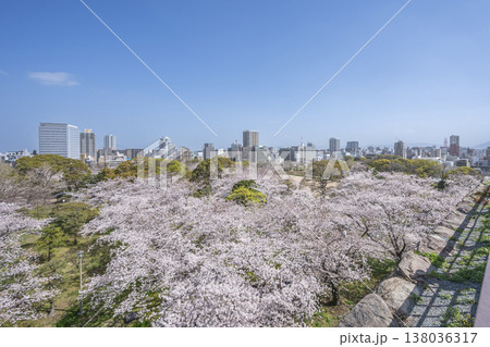 福岡 舞鶴公園の満開の桜 福岡 舞鶴公園の満開の桜 138036317