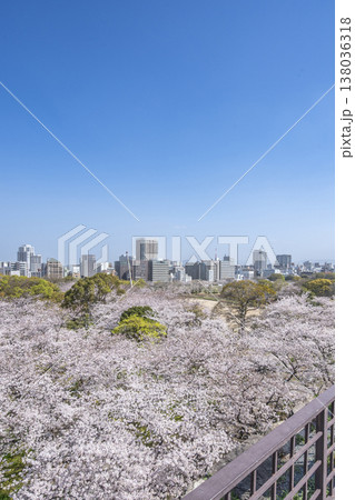 福岡 舞鶴公園の満開の桜 福岡 舞鶴公園の満開の桜 138036318
