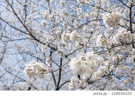 福岡 舞鶴公園の満開の桜 福岡 舞鶴公園の満開の桜 138036320