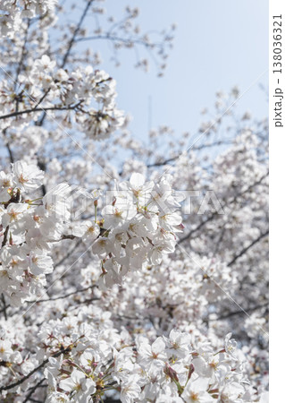 福岡 舞鶴公園の満開の桜 福岡 舞鶴公園の満開の桜 138036321