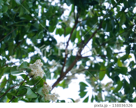 イチゴノキ（ストロベリーツリー）の白い壺状の花 138036326