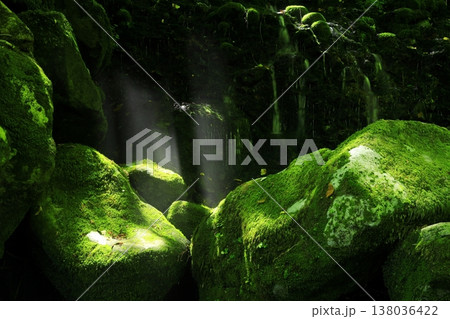 苔むす沢 138036422