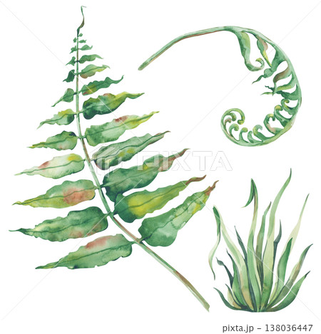 A set with fern leaves and green grass on an isolated background. Watercolor illustration with forest plants. Botanical clipart for the design of postcards, invitations, wallpapers and packaging. A set with fern leaves and green grass on an isolated background. Watercolor illustration with forest plants. Botanical clipart for the design of postcards, invitations, wallpapers and packaging. 138036447