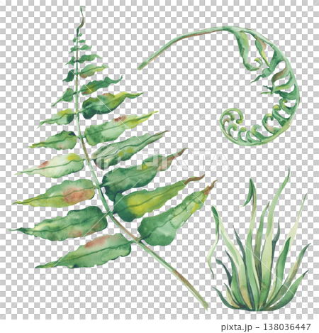 A set with fern leaves and green grass on an isolated background. Watercolor illustration with forest plants. Botanical clipart for the design of postcards, invitations, wallpapers and packaging. A set with fern leaves and green grass on an isolated background. Watercolor illustration with forest plants. Botanical clipart for the design of postcards, invitations, wallpapers and packaging. 138036447