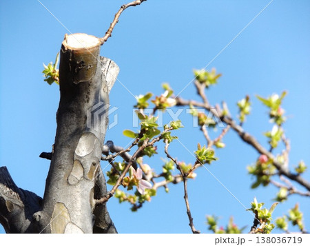 カリンが芽を吹きました 138036719
