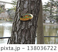 千葉公園樹木の名札 138036722