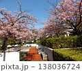 満開の稲毛海岸駅前の河津桜 138036724