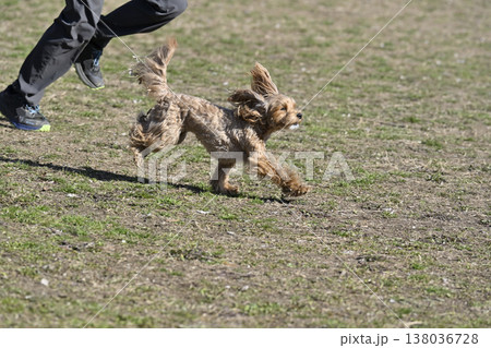 ドッグランで遊ぶ女性とマルプー(マルチーズ×プードル) ドッグランで遊ぶ女性とマルプー(マルチーズ×プードル) 138036728