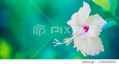Breathtaking exotic hibiscus flower in morning soft sunlight, dreamy tropical bloom with blue and green pastel colors 138036803
