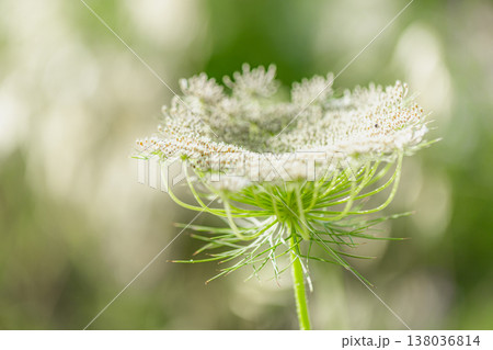 Close-up of meadow grass with blur effect, lush field background, spring and summer nature, fresh greenery Close-up of meadow grass with blur effect, lush field background, spring and summer nature, fresh greenery 138036814