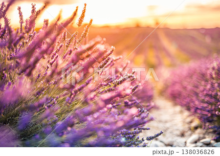 Romantic lavender flowers with sunset glow and soft blur, dreamy summer nature background, abstract floral scene with warm light and bokeh Romantic lavender flowers with sunset glow and soft blur, dreamy summer nature background, abstract floral scene with warm light and bokeh 138036826