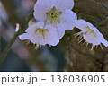日陰に咲いた白い梅の花 138036905