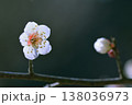 つぼみと向き合って咲いた白梅の花 138036973