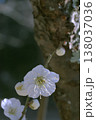二月の寒風の中に咲く白い梅の花 138037036