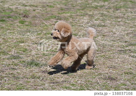 ドッグランで遊ぶトイプードル 138037108