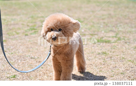 ドッグランで遊ぶトイプードル 138037111