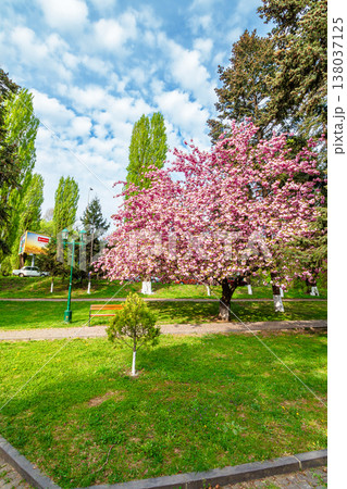 uzhhorod, ukraine - 26 apr 2015: area of the old city park with lantern near bench under japanese cherry tree in blossom. urban landscape in spring. scenery of tomas masaryk park on a sunny morning 138037125
