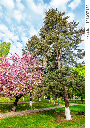 uzhhorod, ukraine - 26 apr 2015: area of the old city park with lantern near bench under japanese cherry tree in blossom. urban landscape in spring. scenery of tomas masaryk park on a sunny morning uzhhorod, ukraine - 26 apr 2015: area of the old city park with lantern near bench under japanese cherry tree in blossom. urban landscape in spring. scenery of tomas masaryk park on a sunny morning 138037126