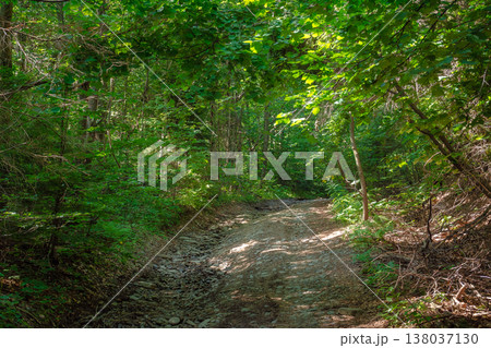 trail through the dense beech forest in summer. path in the shade of tall trees. nature green environment in dappled light. picture of remote peaceful scenery for carpathian ecology background trail through the dense beech forest in summer. path in the shade of tall trees. nature green environment in dappled light. picture of remote peaceful scenery for carpathian ecology background 138037130