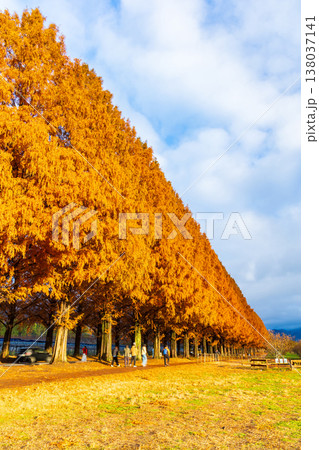 秋の滋賀県高島市　マキノ高原　紅葉のメタセコイア並木 138037141