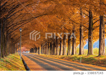 秋の滋賀県高島市 マキノ高原 紅葉のメタセコイア並木 秋の滋賀県高島市 マキノ高原 紅葉のメタセコイア並木 138037143