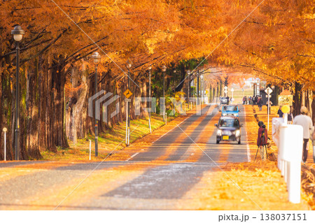 秋の滋賀県高島市　マキノ高原　紅葉のメタセコイア並木 138037151