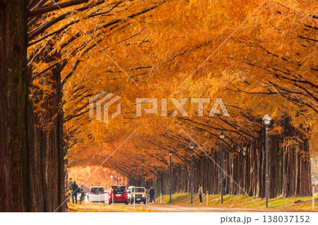 秋の滋賀県高島市　マキノ高原　紅葉のメタセコイア並木 138037152
