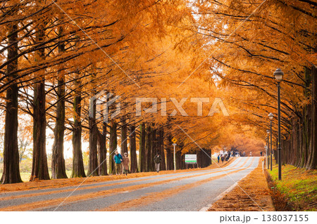 秋の滋賀県高島市　マキノ高原　紅葉のメタセコイア並木 138037155