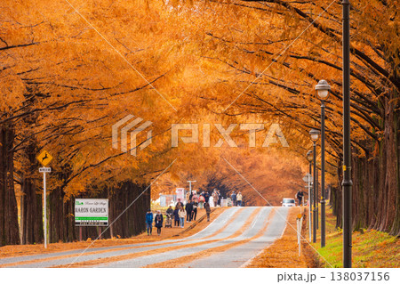 秋の滋賀県高島市　マキノ高原　紅葉のメタセコイア並木 138037156