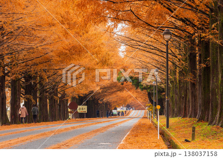 秋の滋賀県高島市 マキノ高原 紅葉のメタセコイア並木 秋の滋賀県高島市 マキノ高原 紅葉のメタセコイア並木 138037158